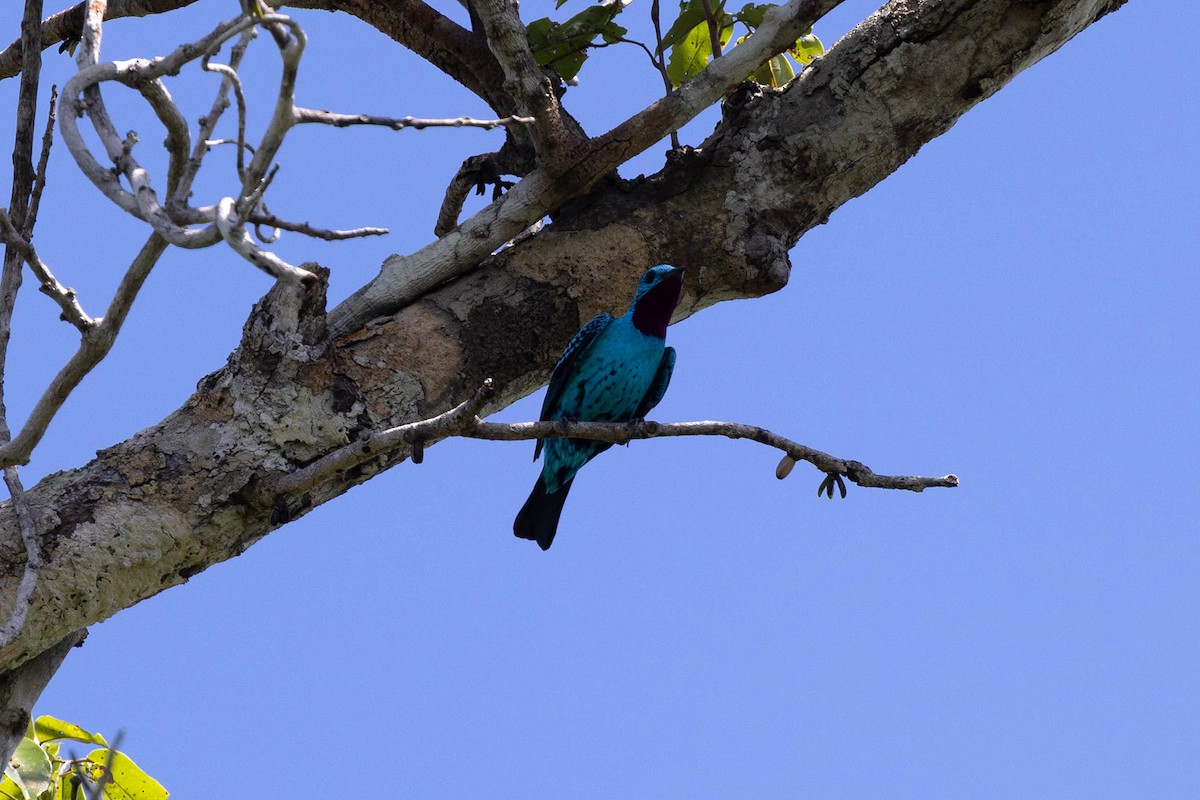 Spangled Cotinga - ML647107341