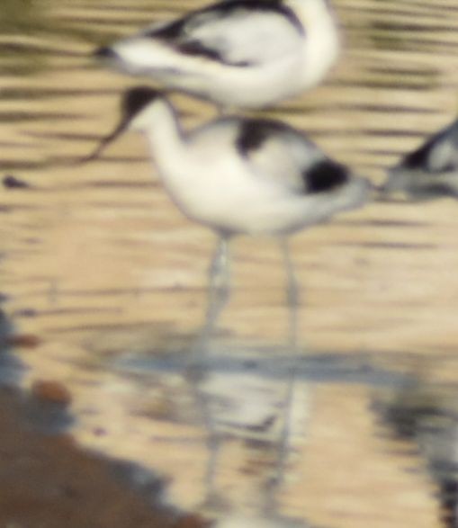 Pied Avocet - ML647107342