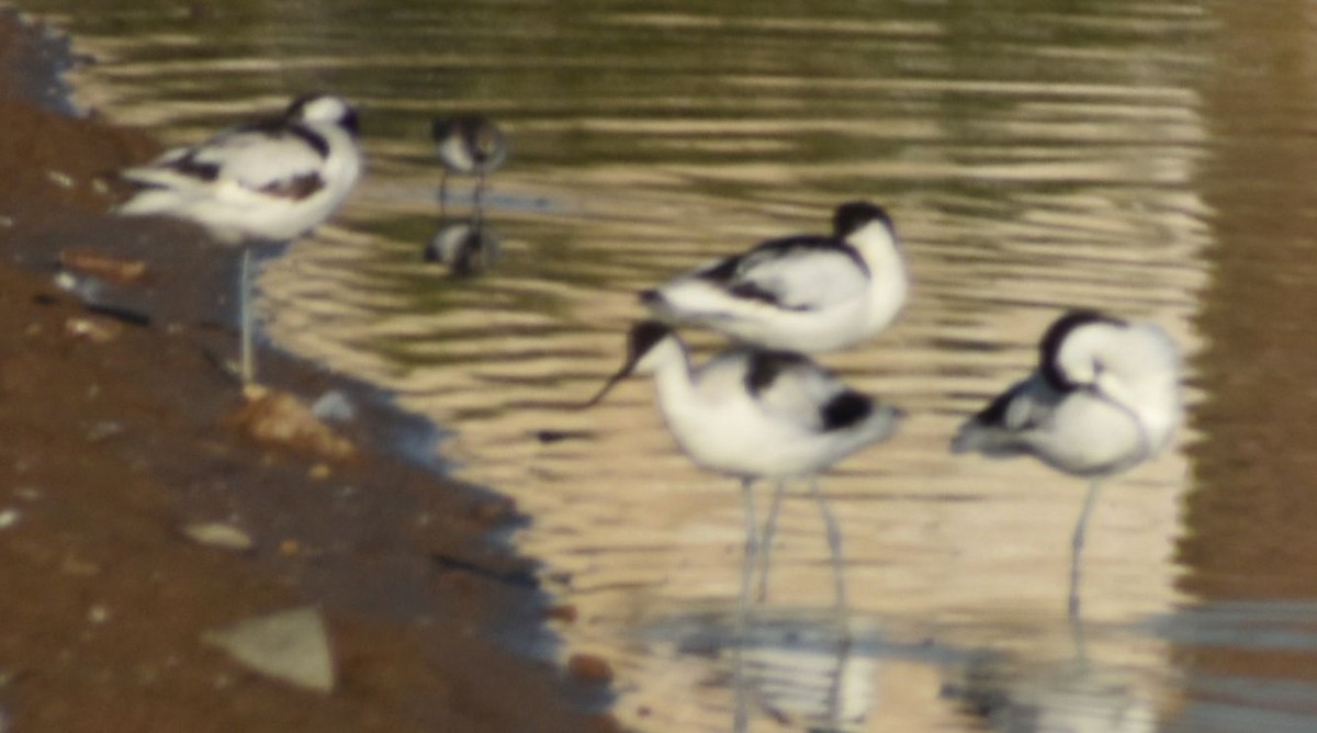 Pied Avocet - ML647107343