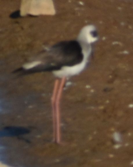 Black-winged Stilt - ML647107344