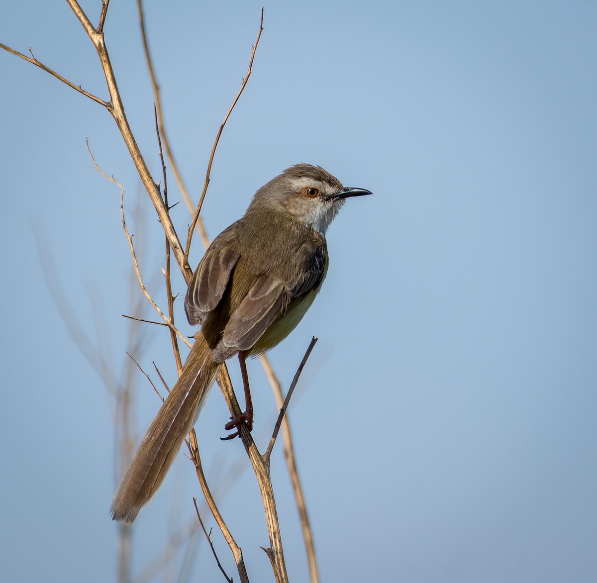 Black-chested Prinia - ML647107345