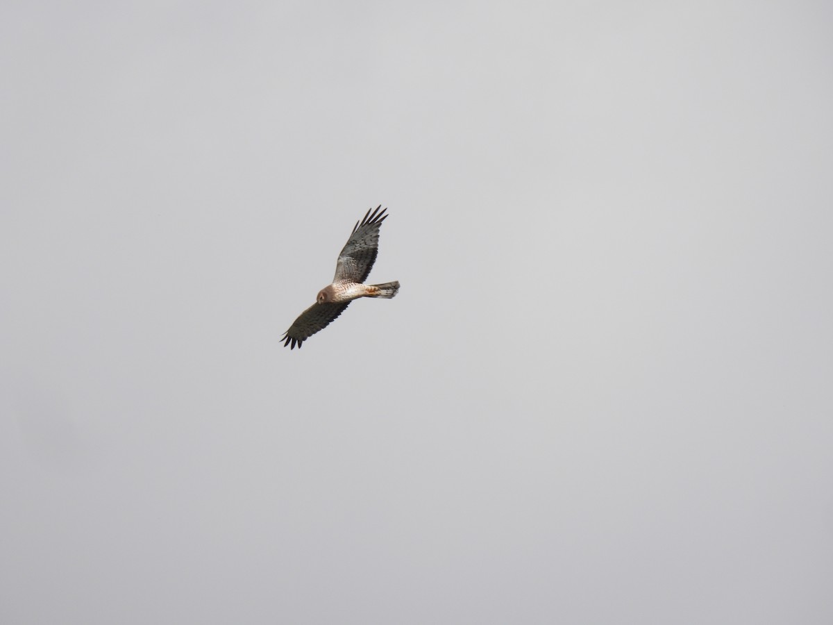 Northern Harrier - ML647107346