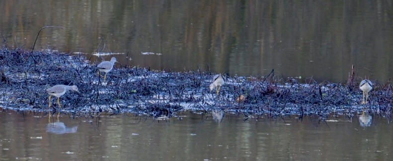 Greater Yellowlegs - ML647107350