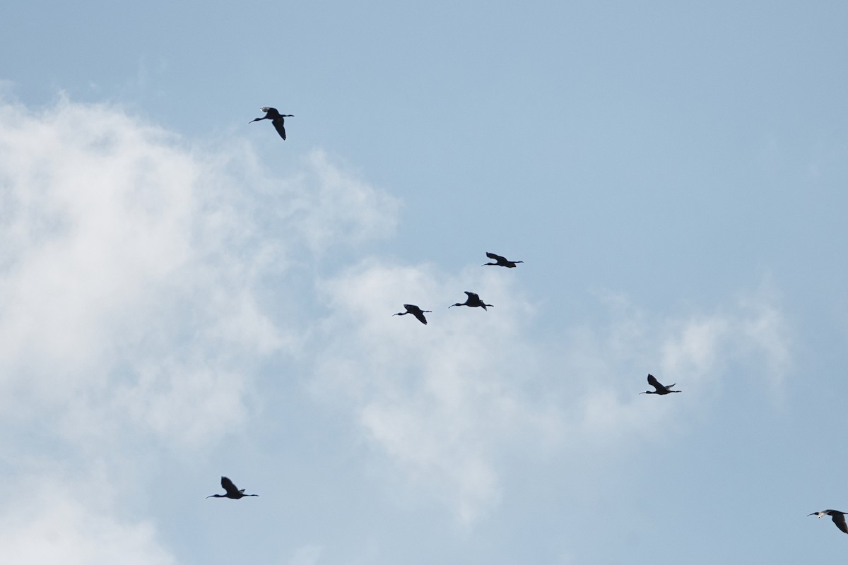Glossy Ibis - ML647107351