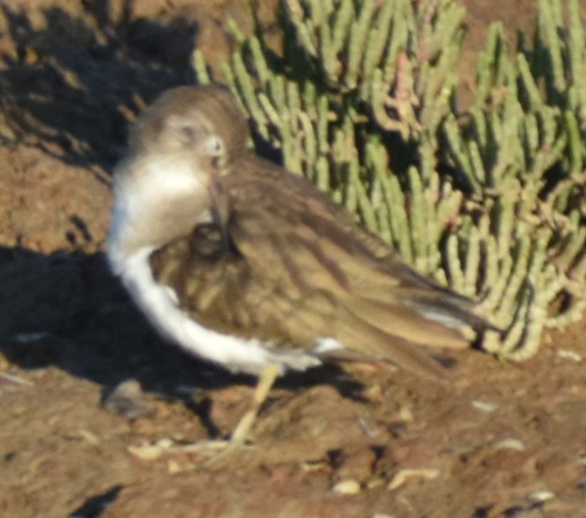 Common Sandpiper - ML647107352
