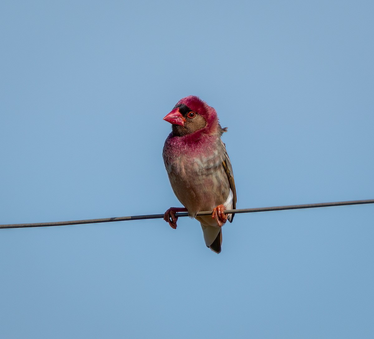 Red-billed Quelea - ML647107353