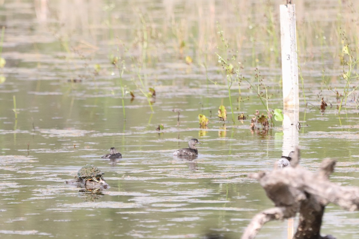 Least Grebe - ML647107354