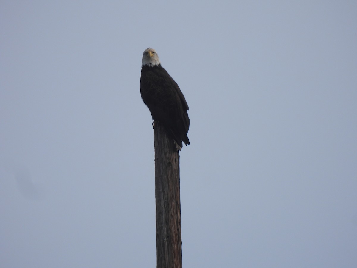 Bald Eagle - ML647107355