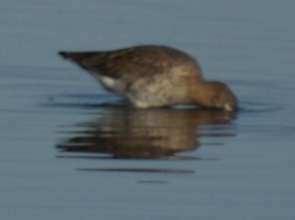 Black-tailed Godwit - ML647107356