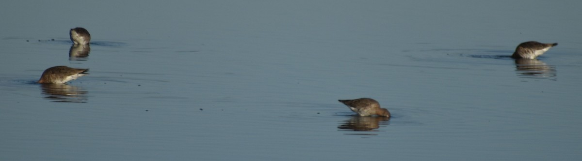 Black-tailed Godwit - ML647107357