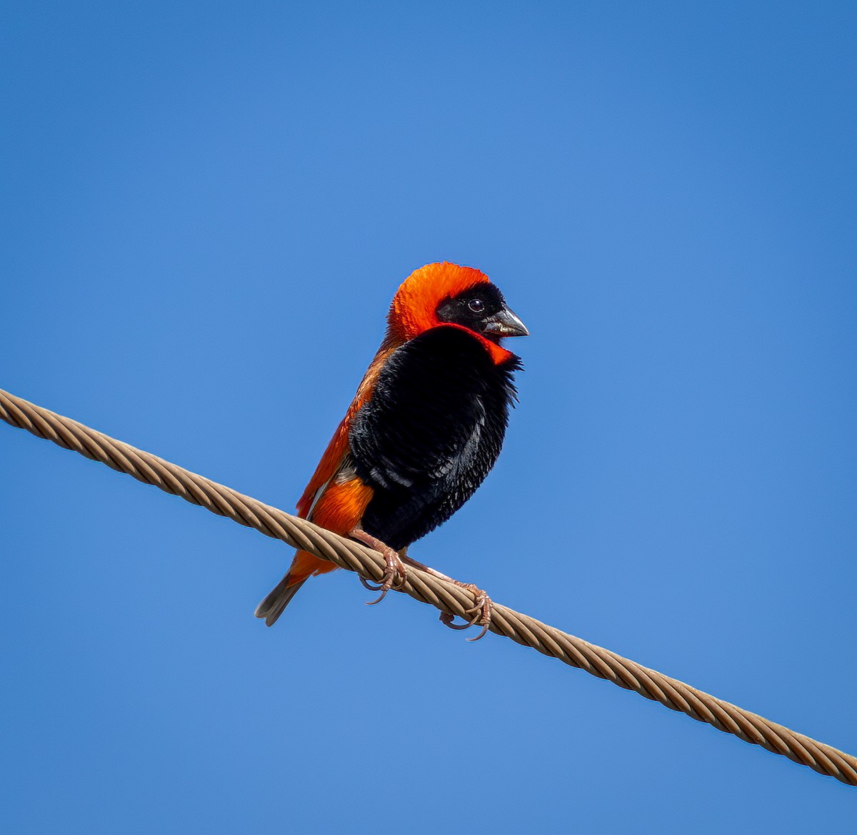 Southern Red Bishop - ML647107358