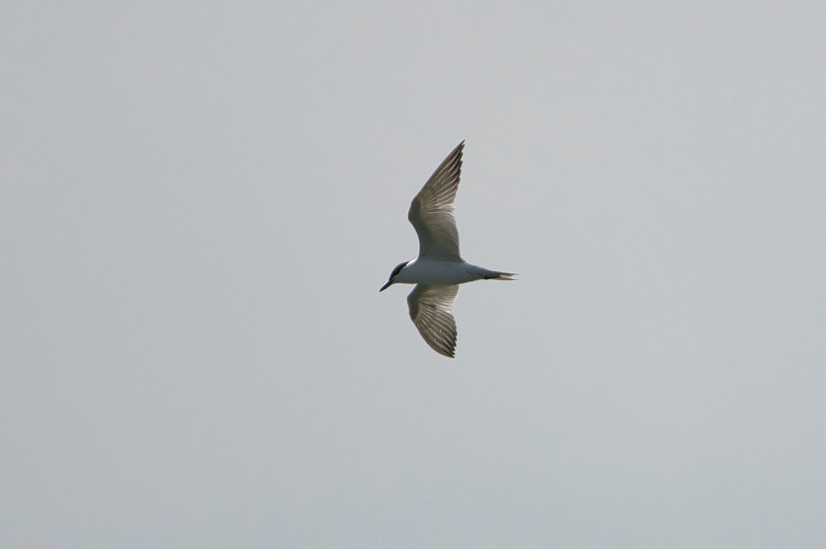 Common Tern - ML647107361