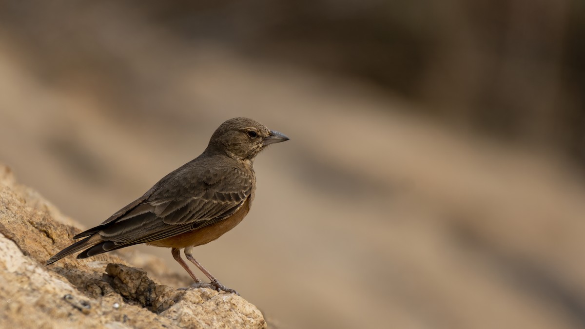 Rufous-tailed Lark - ML647107362