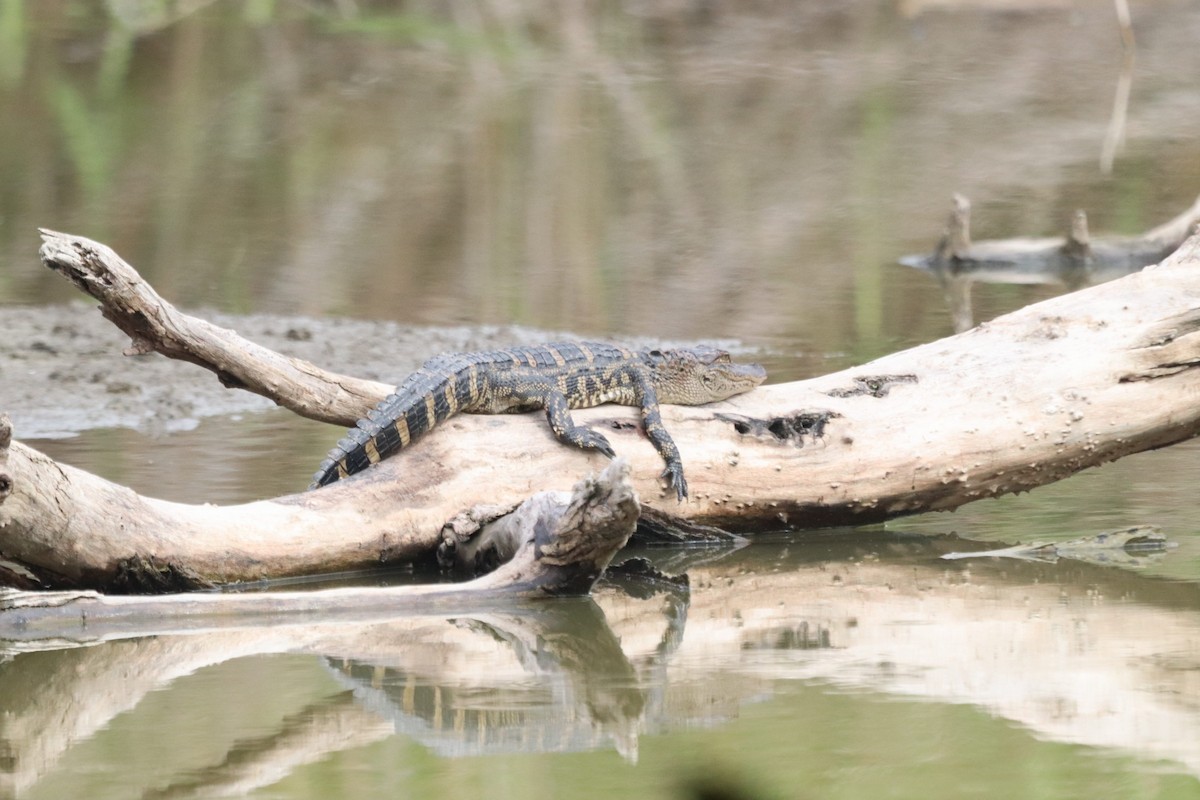 American Alligator - ML647107363