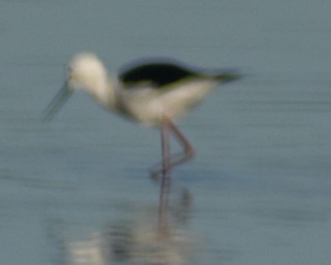 Black-winged Stilt - ML647107365