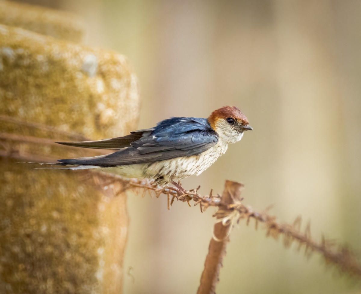 Golondrina Cabecirrufa - ML647107366