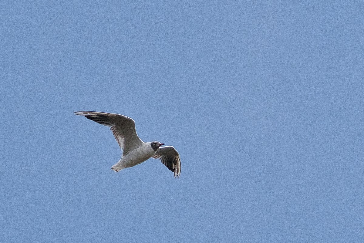 gull sp. - ML647107387