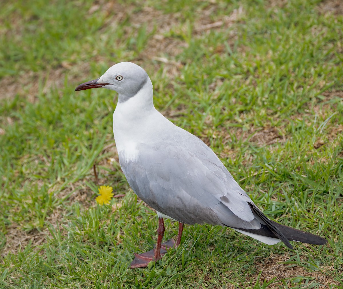 Gray-hooded Gull - ML647107402