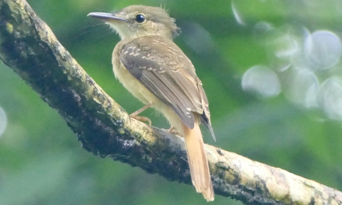 Tropical Royal Flycatcher - ML647107409