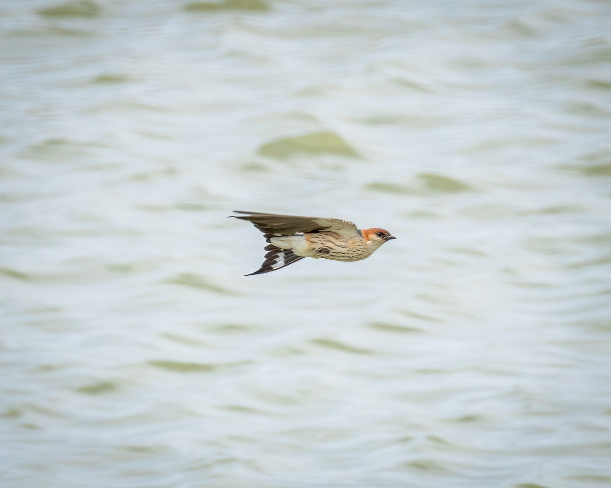 Golondrina Cabecirrufa - ML647107412