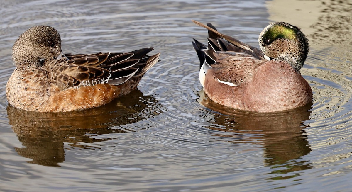Canard d'Amérique - ML647107429