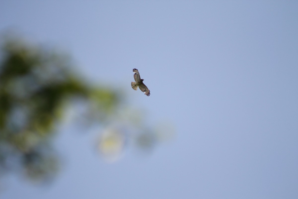 Broad-winged Hawk - ML647107430