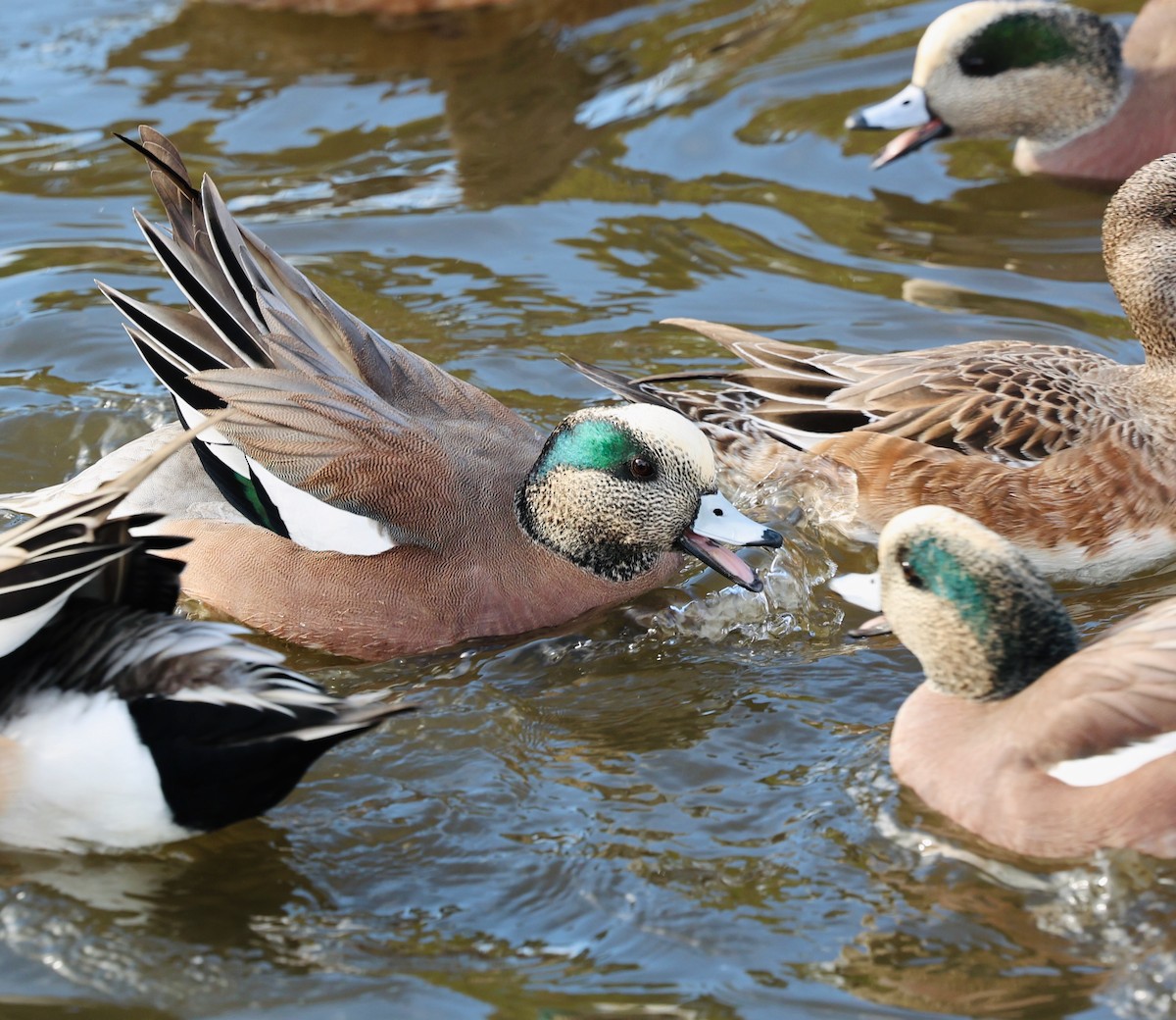 Canard d'Amérique - ML647107431