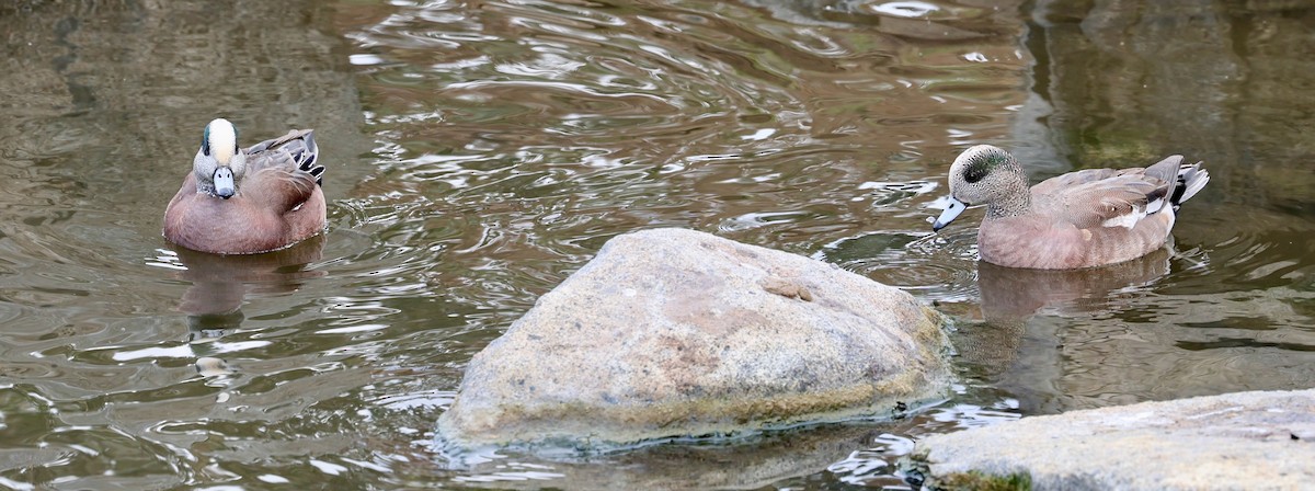 Canard d'Amérique - ML647107432