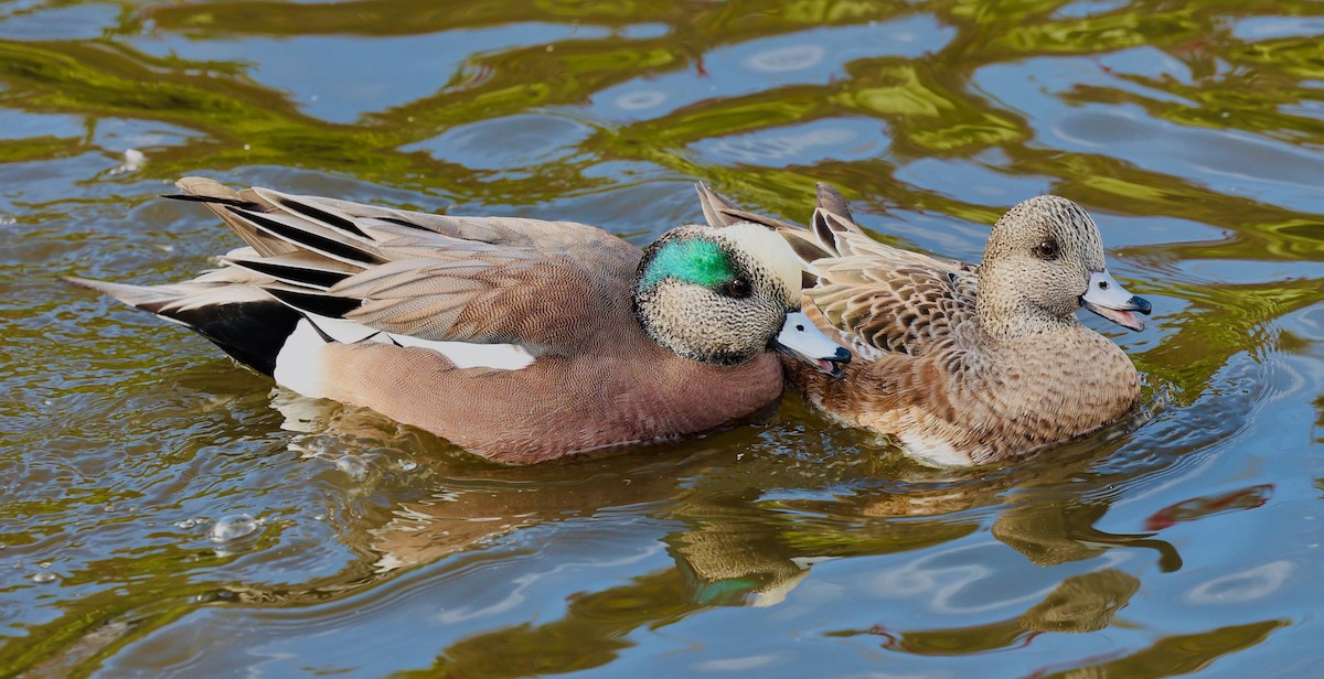 Canard d'Amérique - ML647107434