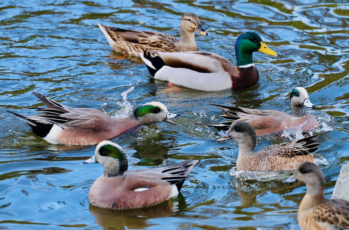 Canard d'Amérique - ML647107435
