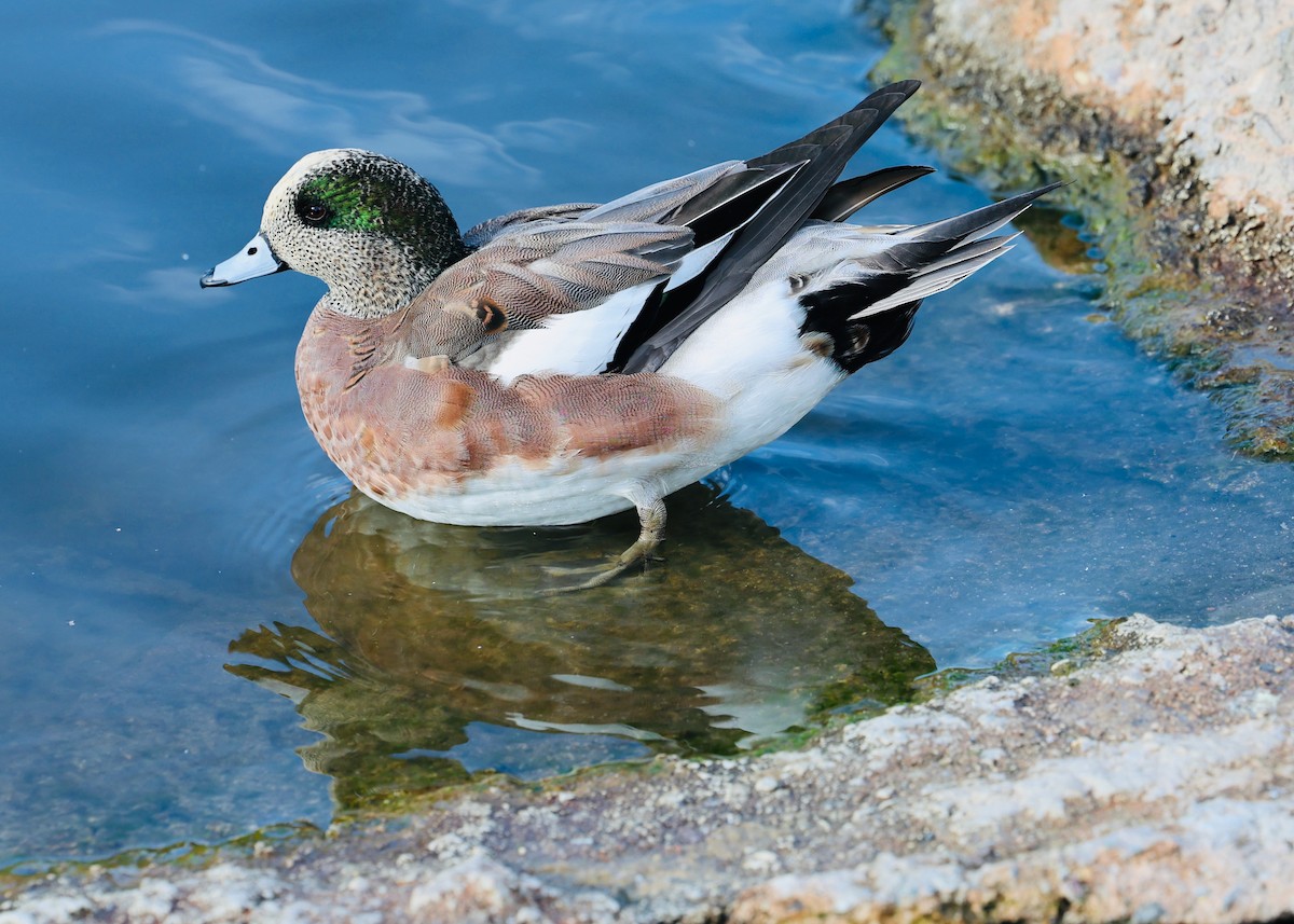 Canard d'Amérique - ML647107436