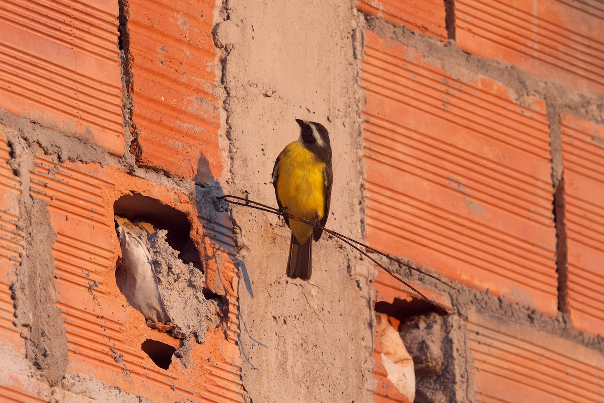 Tyran de Cayenne - ML647107441