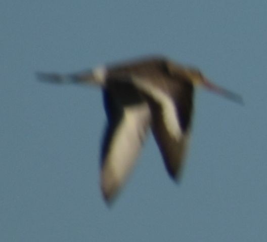 Barge à queue noire - ML647107442