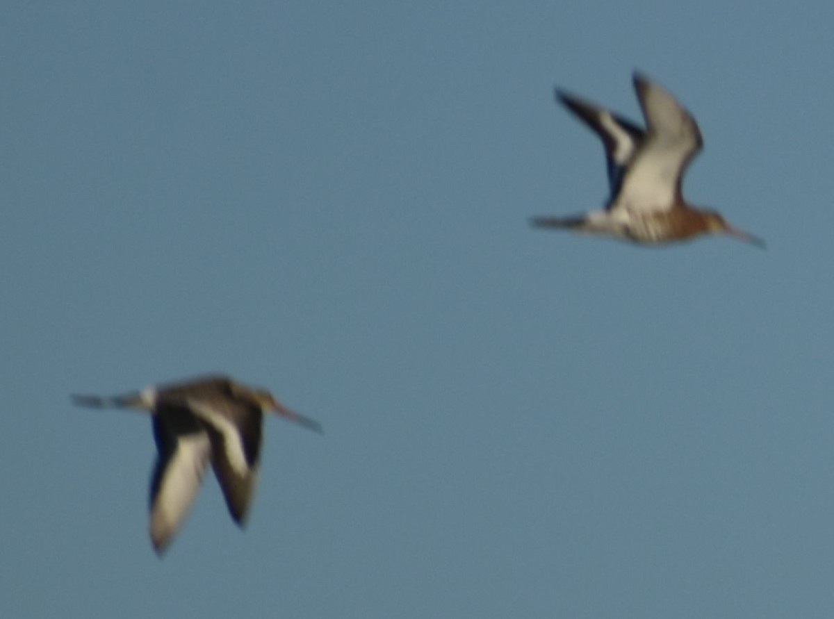 Barge à queue noire - ML647107443
