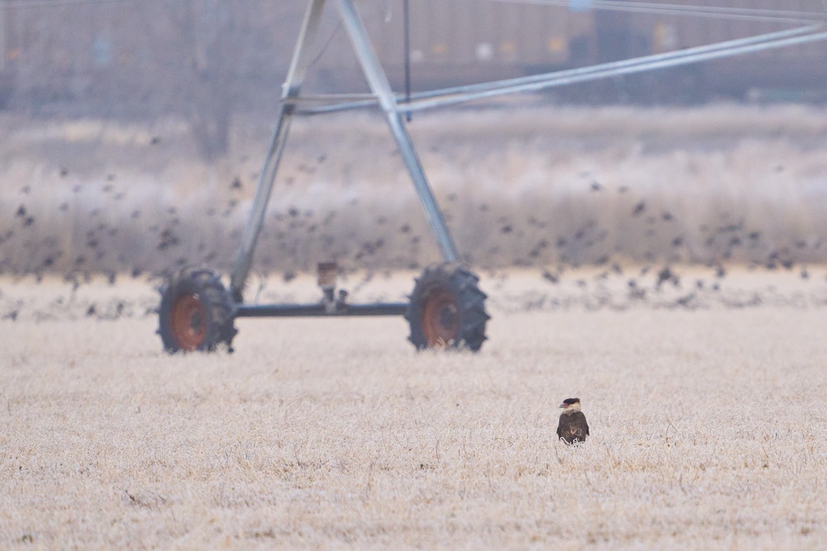 Caracara huppé (cheriway) - ML647107445