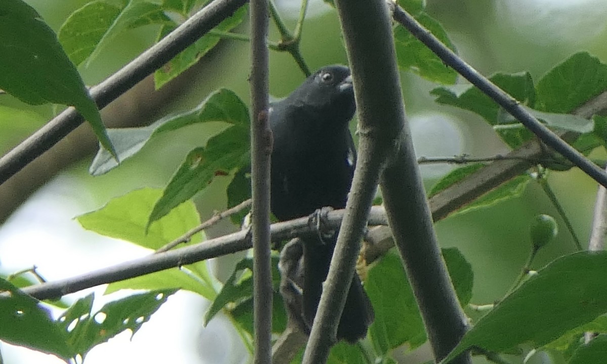 Bécarde à ailes blanches - ML647107446