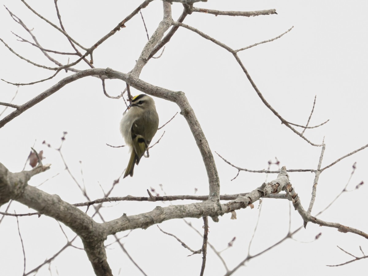 Roitelet à couronne dorée - ML647107447