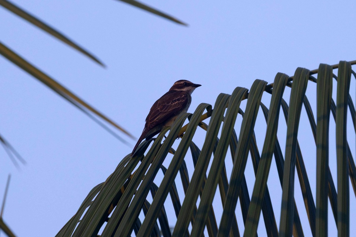 Tyran pirate - ML647107448