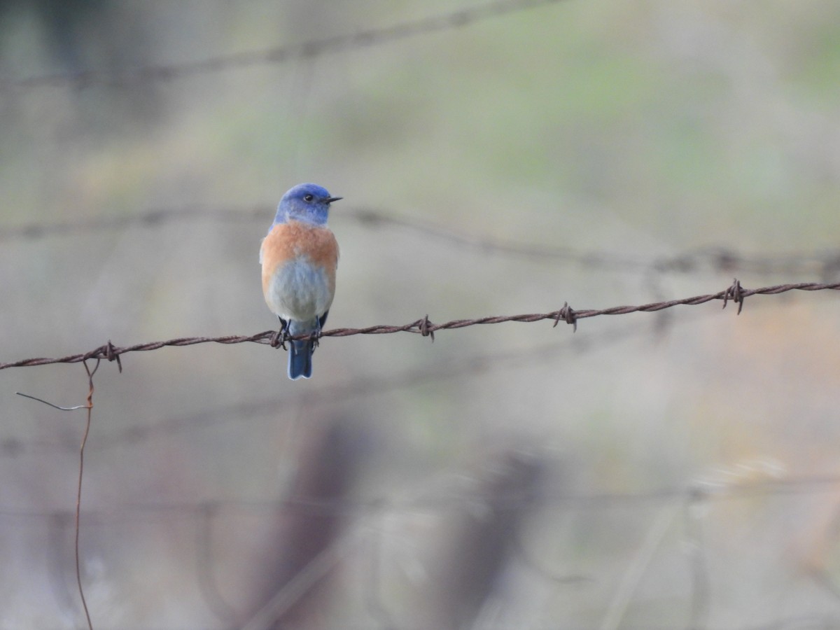 Merlebleu de l'Ouest - ML647107449