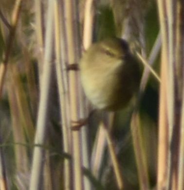 Pouillot véloce - ML647107450