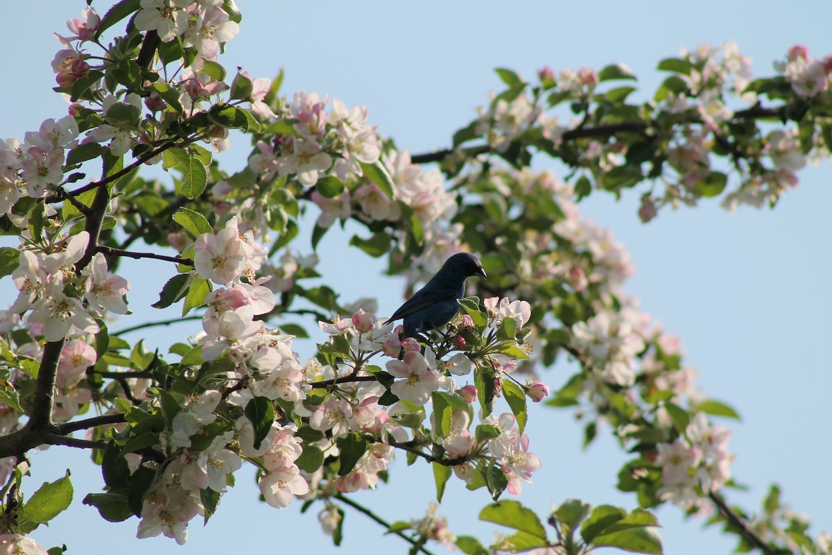 Passerin indigo - ML647107451