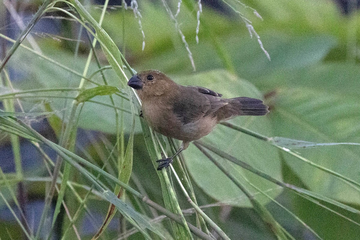 Sporophile intermédiaire - ML647107453