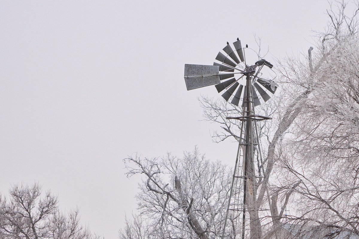 Étourneau sansonnet - ML647107454