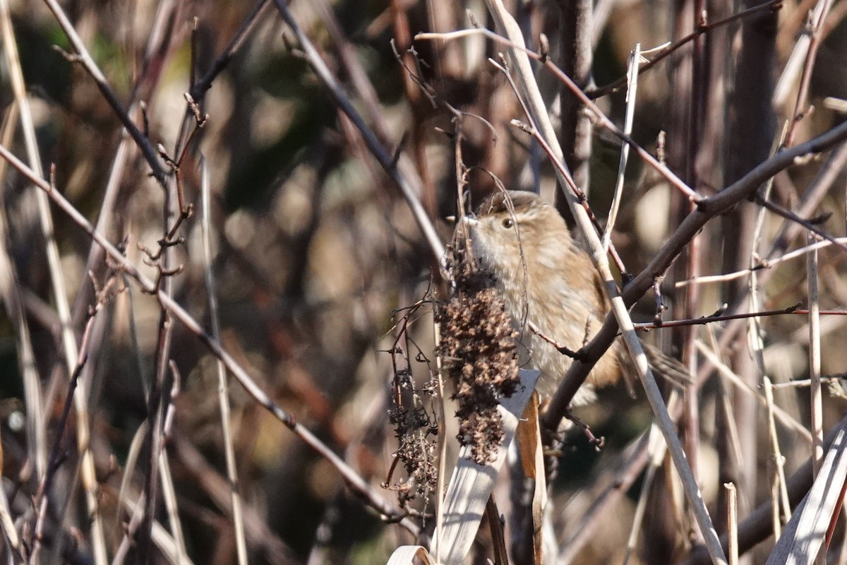 Troglodyte des marais - ML647107456