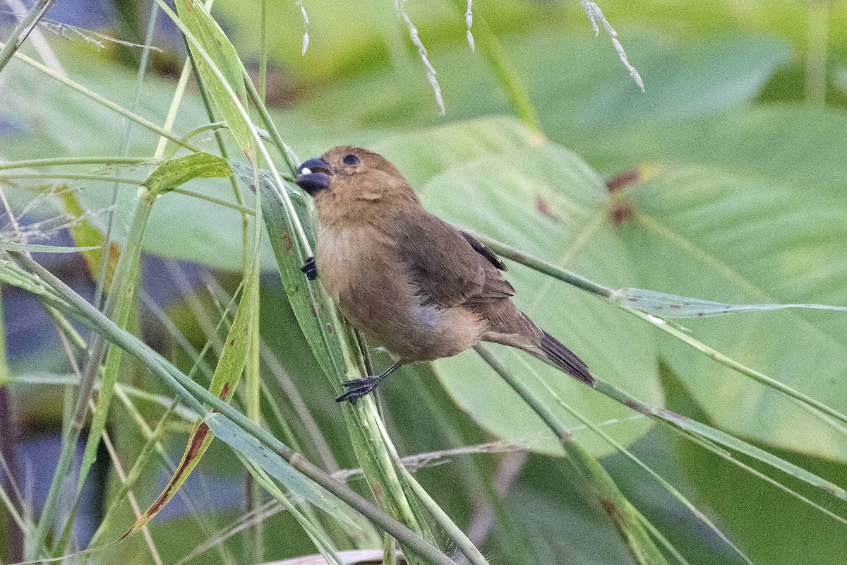 Sporophile intermédiaire - ML647107457