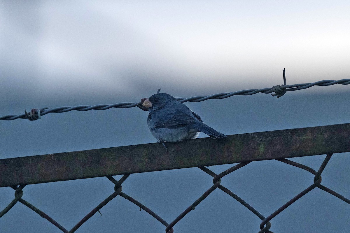 Sporophile intermédiaire - ML647107459