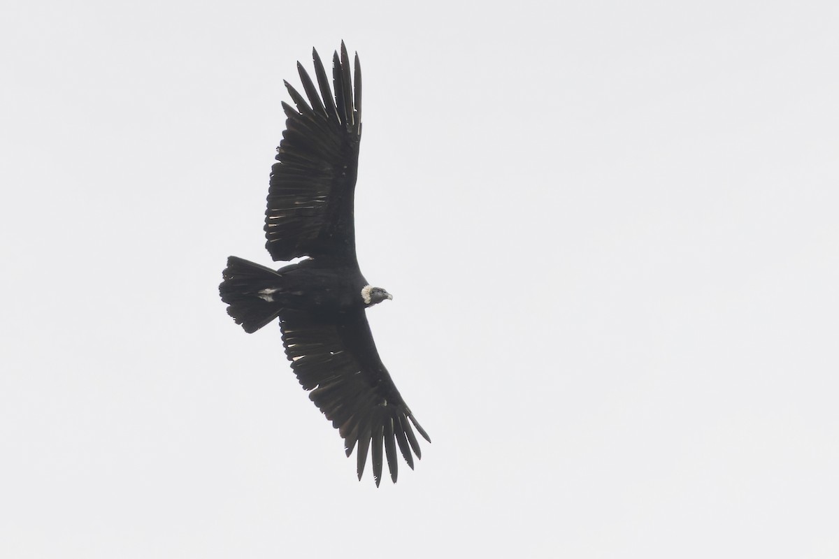 Condor des Andes - ML647107462