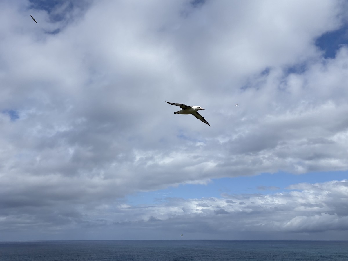 Laysan Albatross - ML647107465