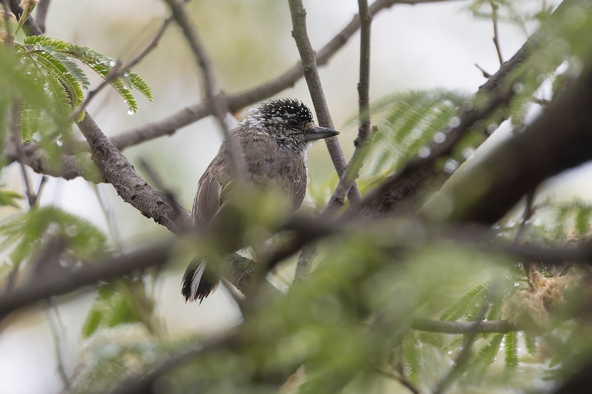 Carpinterito Variable - ML647107467