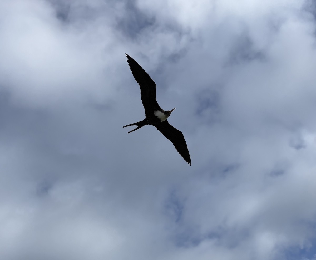 fregatka obecná - ML647107474